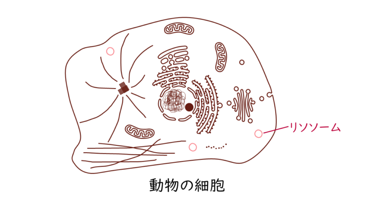 細胞の構造と機能（後編）｜気になる遺伝子