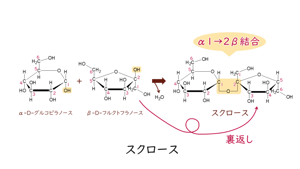 二糖類、多糖類、複合糖質｜気になる遺伝子