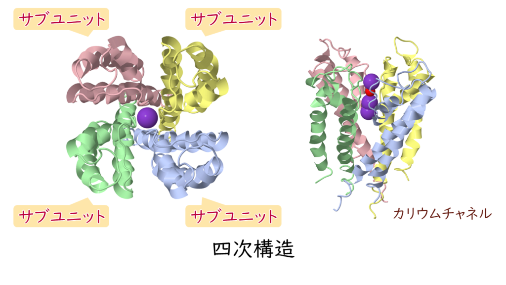 タンパク質の構造｜気になる遺伝子