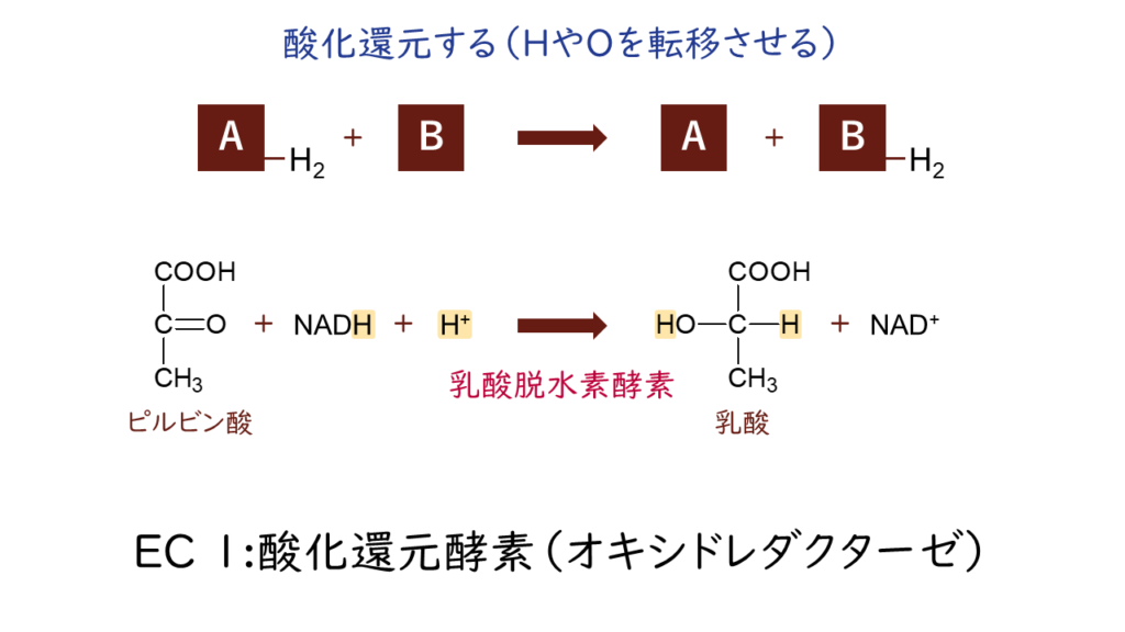 酵素の分類|気になる遺伝子 酵素の分類|気になる遺伝子