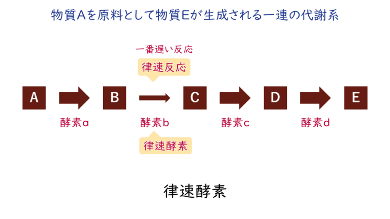 酵素活性の調節｜気になる遺伝子